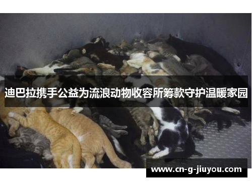 迪巴拉携手公益为流浪动物收容所筹款守护温暖家园